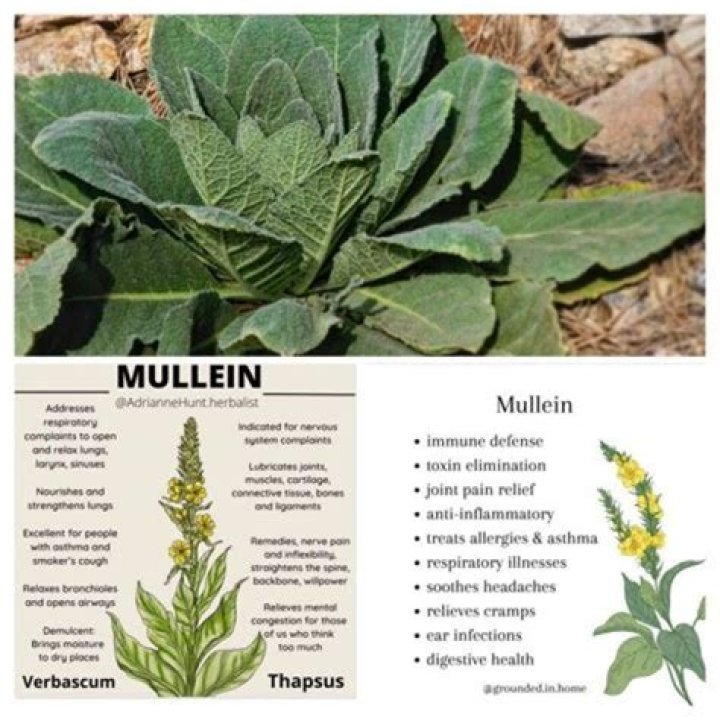 A Comprehensive Guide To Washing Mullein Leaves