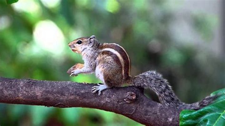 Baby Squirrel Noises Meaning Hasma