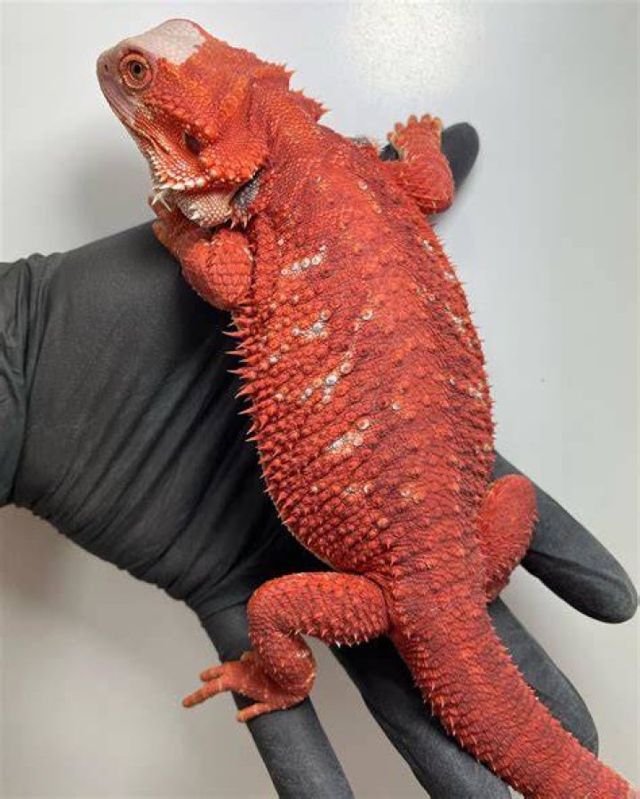 Bearded Dragons And Mites How To Identify Treat And Prevent