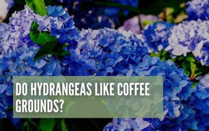 Do Hydrangeas Like Coffee Grounds? (If YES, What Quantity?)